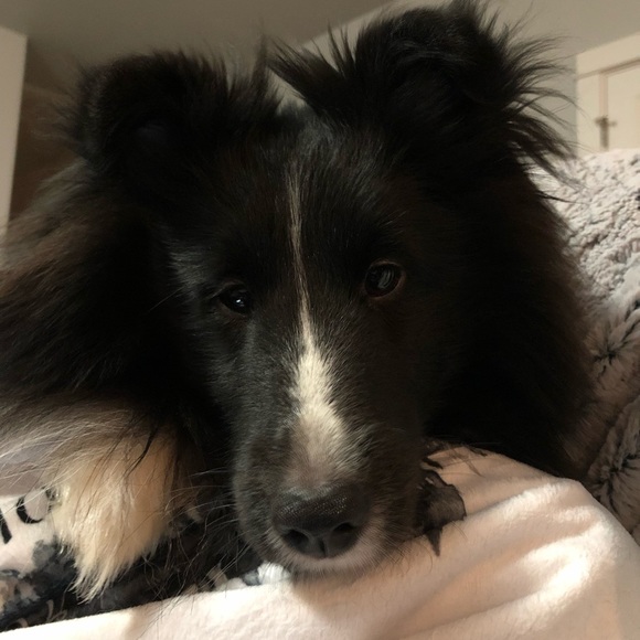 sheltie1242